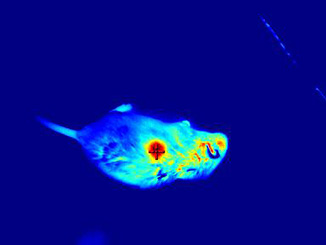 thermalimage-rat(1)-664.jpg