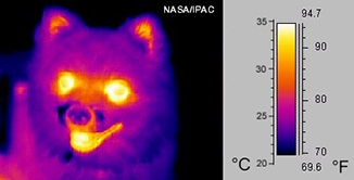 Infrared_dog.jpg